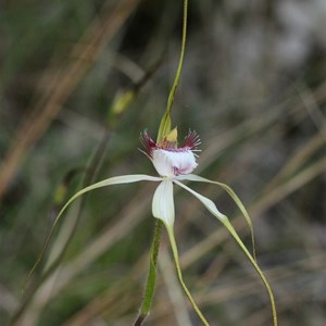 Sandplain Spider Orchid