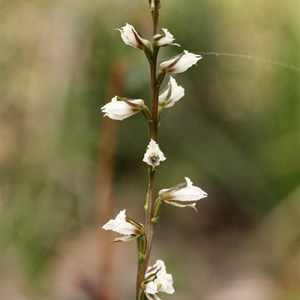 Prasophyllum hians, the Yawning Leek Orchid