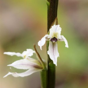 Prasophyllum hians, the Yawning Leek Orchid