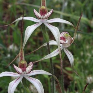 Group of Perenjori Spider Orchids