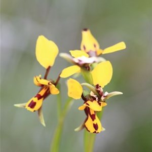 Northern Bee Orchid