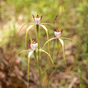 Lodges Spider Orchid, Caladenia lodgeana