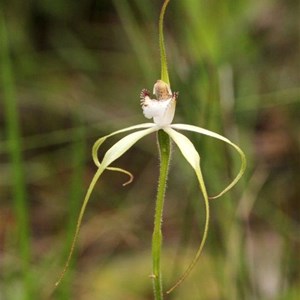 Frail Spider Orchid, Caladenia uliginosa
