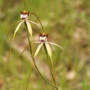 Island Point Spider Orchid, Caladenia Island Point