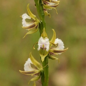  Fringed Leek Orchid, Prasophyllum fimbria