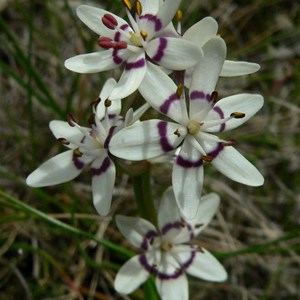 Early Nancy - flower with male and female parts.