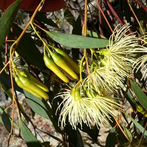 Flat-topped yate, Eucalyptus occidentalis near Lake Grace, WA