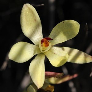 yellow scented sun orchid