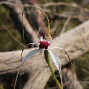 grand spider orchid hybrid