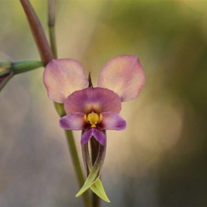 purple pansy orchid