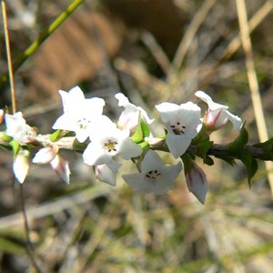 Epacris microphylla