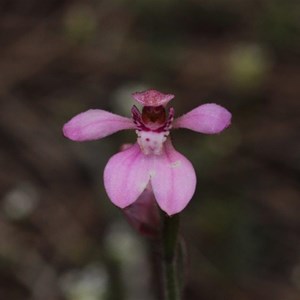 Caladenia nana subsp. nana