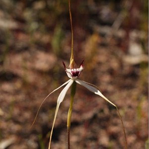 caladenia hybrid