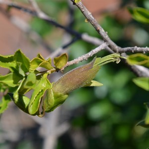 Eremophila serrulata - Green Fuchsia Bush 