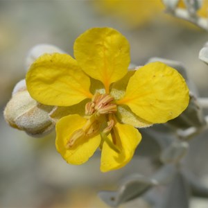 Senna helmsii - Blunt leaf Cassia