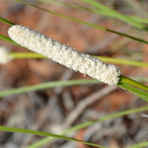 Lomandra leucocephala subsp. robusta - Woolly Head Mat Rush