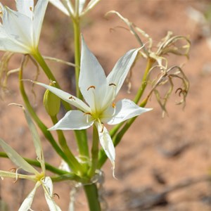 Crinum flaccidum - Darling Lily