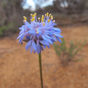 Blue Native Cornflower