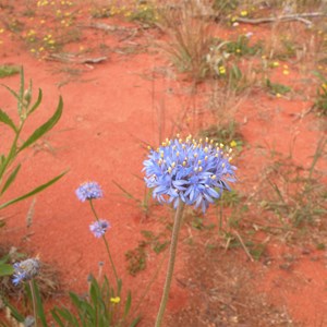 Native Blue Cornflower or Blue Pincushion