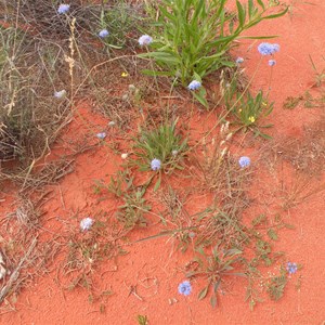 Native Blue Cornflower or Blue Pincushion