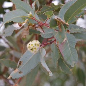 Eucalyptus microtheca 