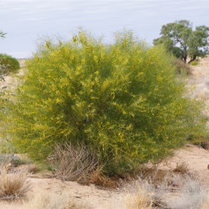  Senna artemisioides ssp. filifolia 