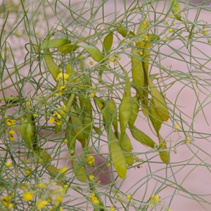 Senna artemisioides subsp. filifolia 