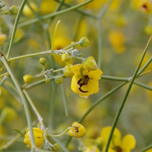Senna artemisioides subsp. filifolia 