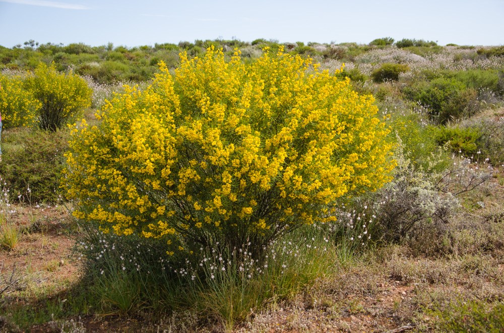 Desert Cassia Exploroz Wildflowers
