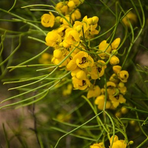 Senna artemisioides subsp. filifolia – Desert Cassia