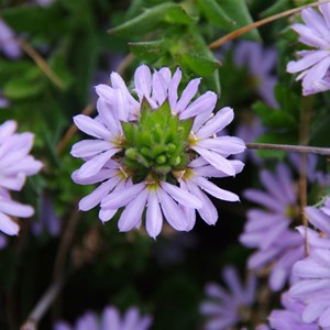 Scaevola albida