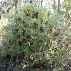 Banksia spinulosa, Girraween NP, Qld