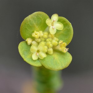 Pimelea serpyllifolia