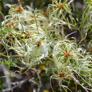 Clematis microphylla 