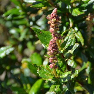 Coast Bitter Bush - Male Flower 
