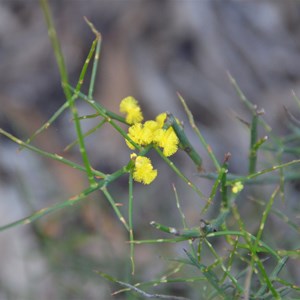 Acacia spinescens