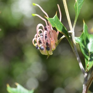 Grevillea ilicifolia 