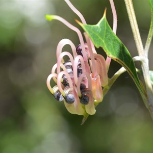 Grevillea ilicifolia 