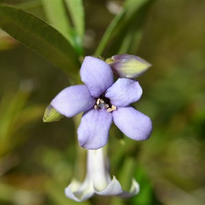 Billardiera versicolor