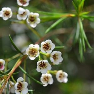 Leptospermum myrsinoides