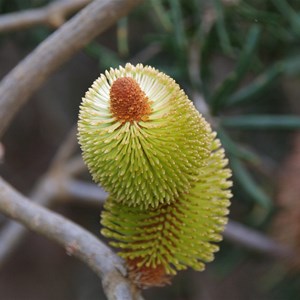 Banksia Marginata