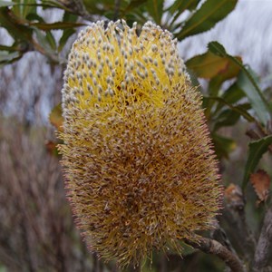 Banksia ornata