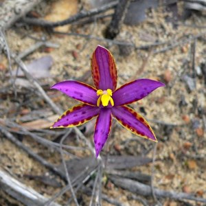 Queen of Sheba Orchid, Thelymitra variegata