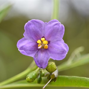 Solanum simile