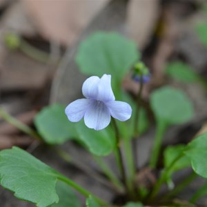 Viola sieberiana