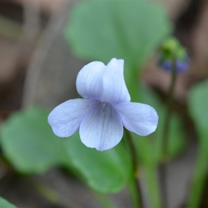 Viola sieberiana