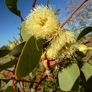 Large Fruited Mallee - Eucalyptus youngiana