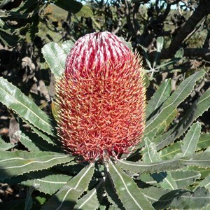 Banksia menziesii 
