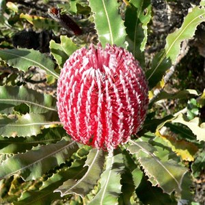 Banksia menziesii 
