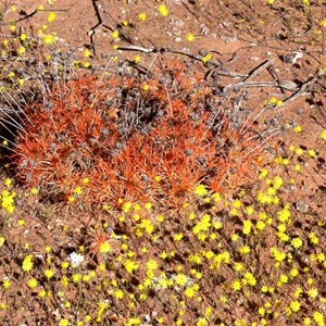 Resurrection Plant near Mullewa in dry weather mode